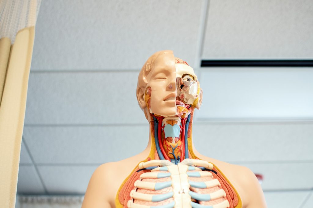Anatomie van de mens
